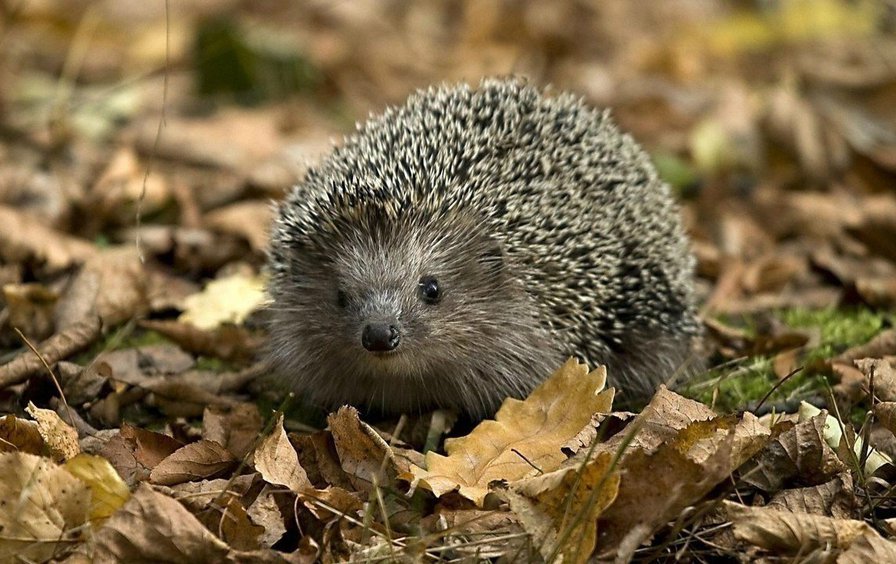 Еж в осенних листьях - лес, листья, животные - оригинал