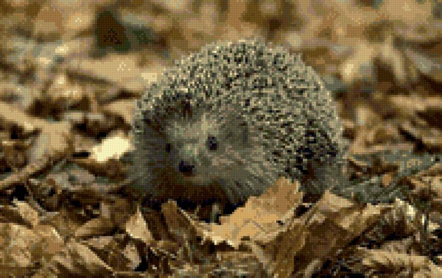 Еж в осенних листьях - лес, животные, листья - предпросмотр