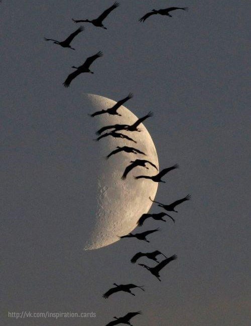 Стая - животные, птицы - оригинал