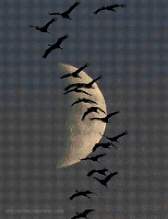 Стая - животные, птицы - предпросмотр