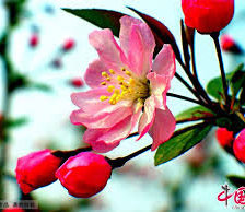 Схема вышивки «сакура»