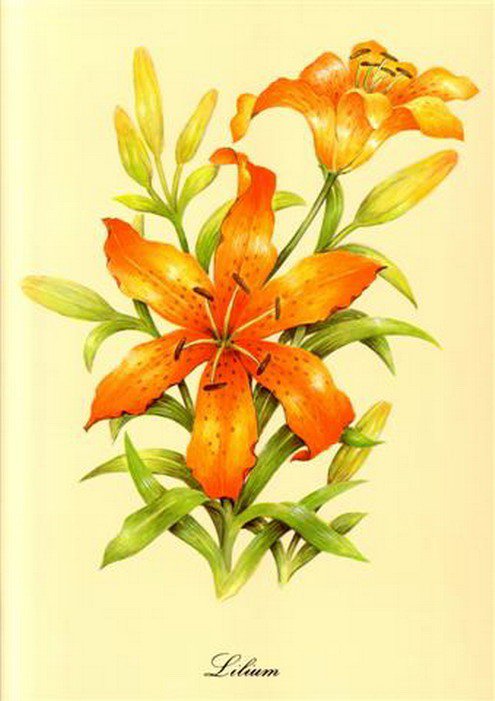 "Рыжая"лилия. - оригинал