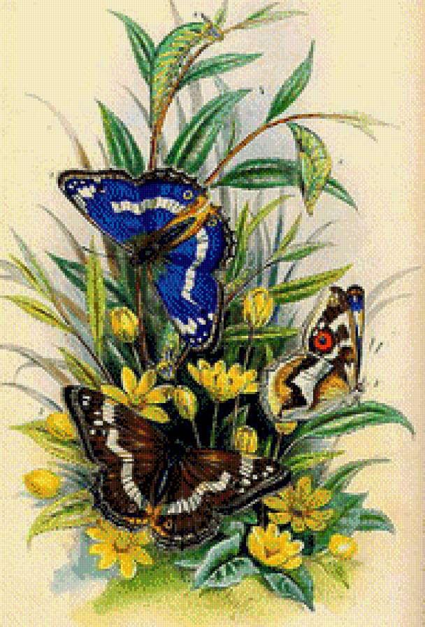 Бабочки на цветке - предпросмотр