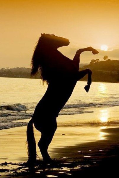 Конь на берегу моря при закате - море, силует, конь, закат - оригинал