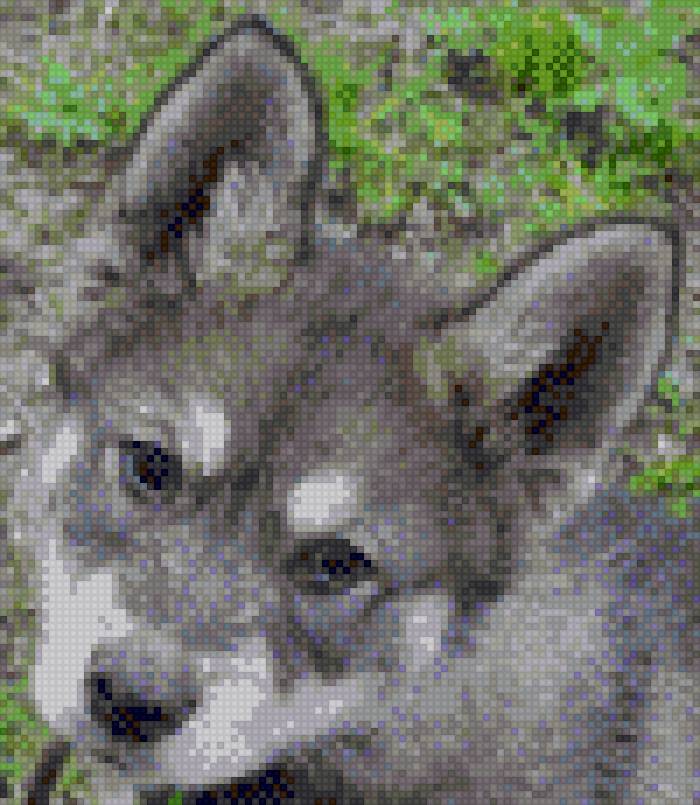 маламутик - маламут, собака - предпросмотр