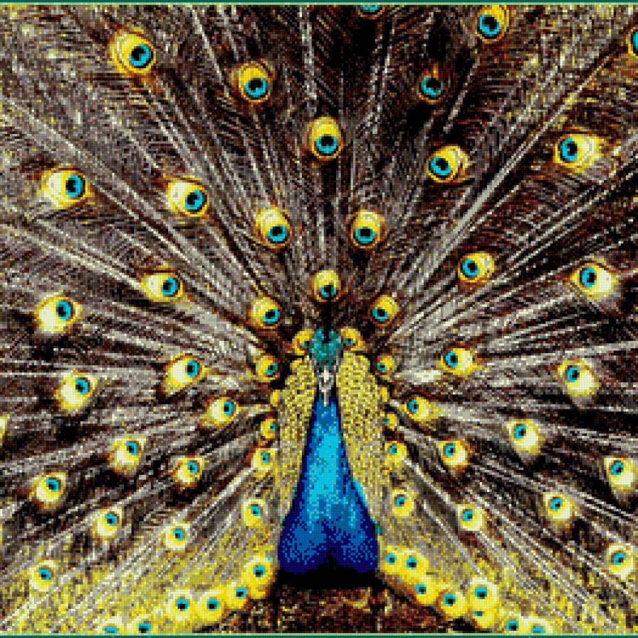 Павлин - изящность, павлин, птица, красота - предпросмотр