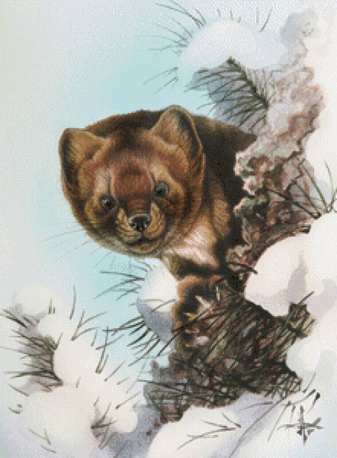 Горностай - зима, животные - предпросмотр