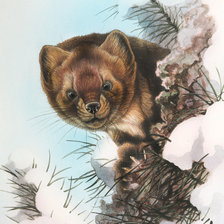 Схема вышивки «Горностай»