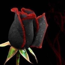 Схема вышивки «черная роза»