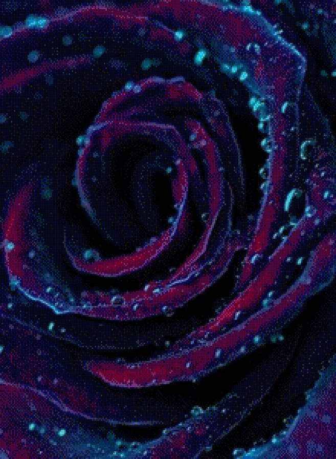 роза - предпросмотр