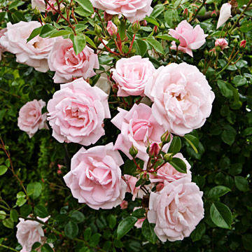 розовое чудо - розы, цветы - оригинал