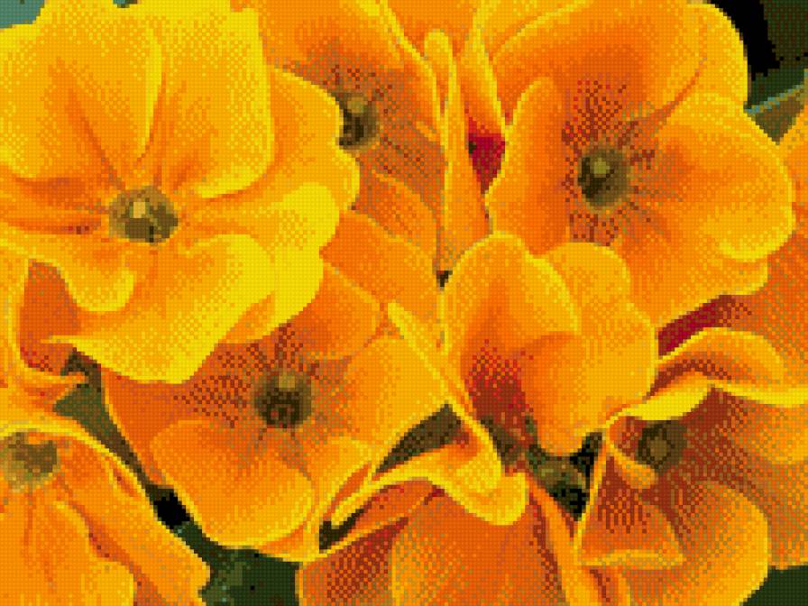 примула - весна, цветы, примула - предпросмотр