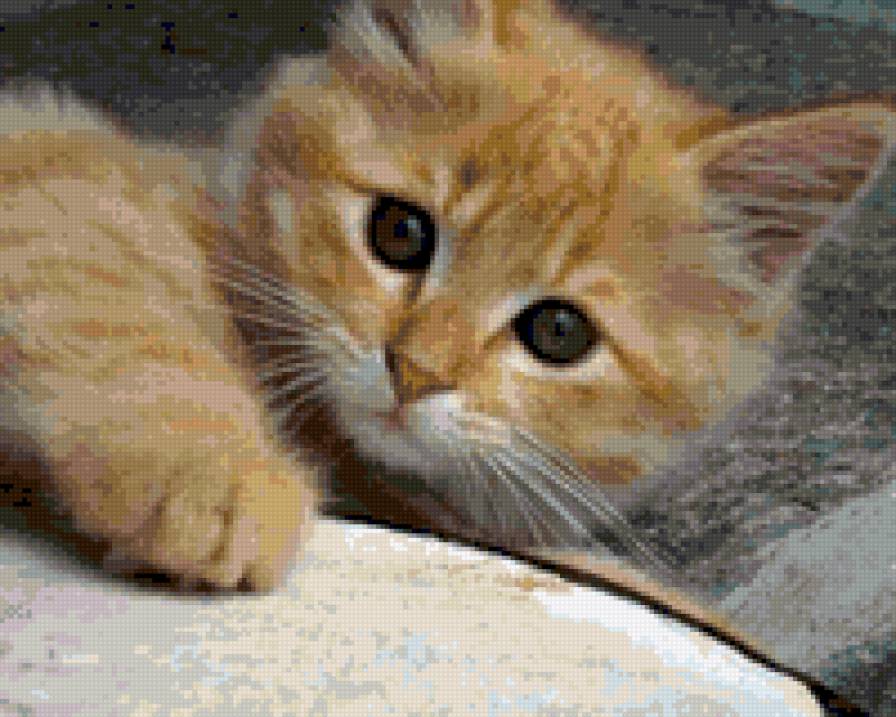 Малыш - коты - предпросмотр