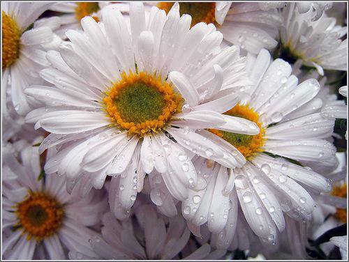 ромашки 2 - оригинал