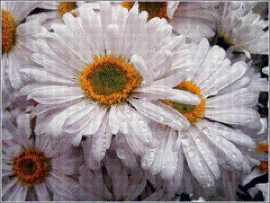 ромашки 2 - предпросмотр