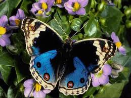 бабочка - цветок, бабочка - оригинал