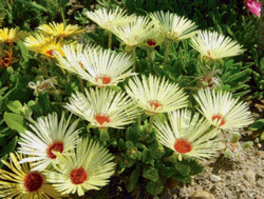 цветы 2 - предпросмотр