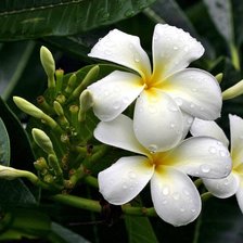 Схема вышивки «цветы в росе»