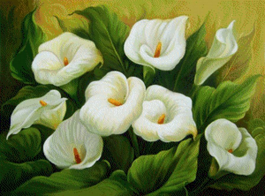 калы - цветы.калы - предпросмотр