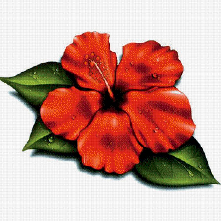 гибискус - цветы.гибискус - предпросмотр