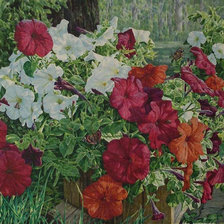 Схема вышивки «петуния»