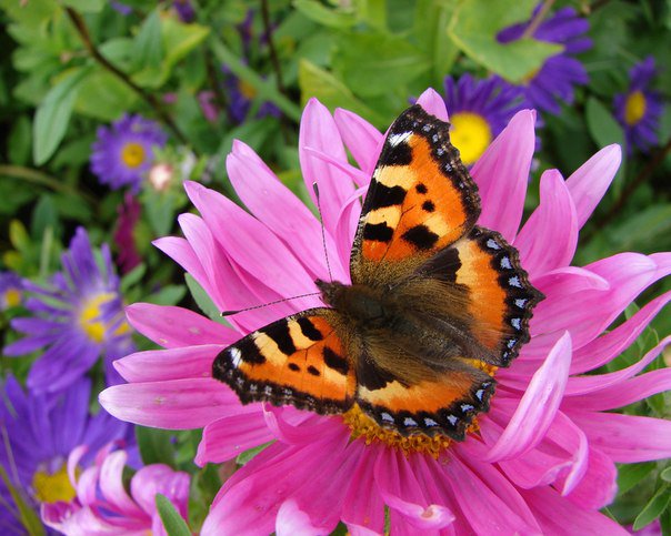 бабочка - бабочка - оригинал