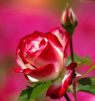 Розочка - роза цветы букет - оригинал