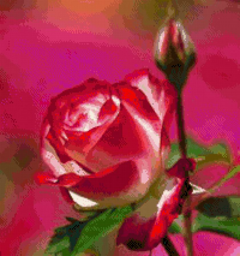 Розочка - роза цветы букет - предпросмотр