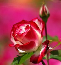 Схема вышивки «Розочка»