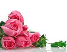 Схема вышивки «Розы»