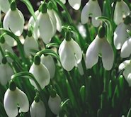 Подснежники - зима цветы снег подснежники - оригинал