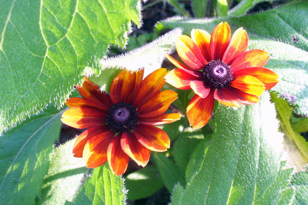 цветы - цветы - оригинал