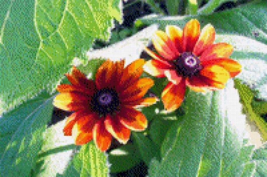 цветы - цветы - предпросмотр