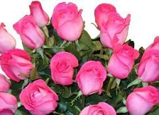 Схема вышивки «Розы»