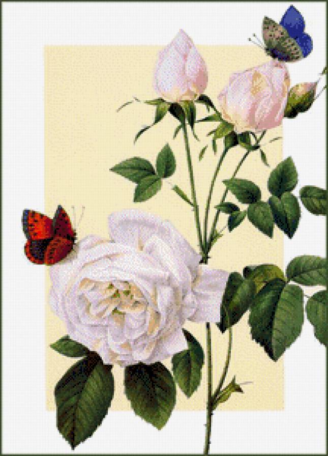 РОЗЫ - предпросмотр