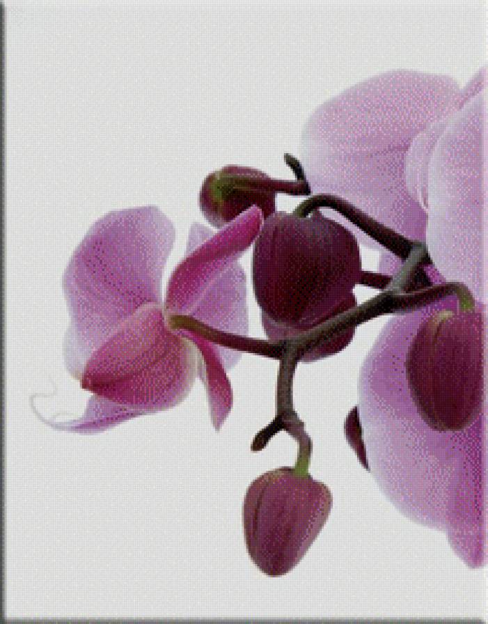 Орхидея1 - предпросмотр