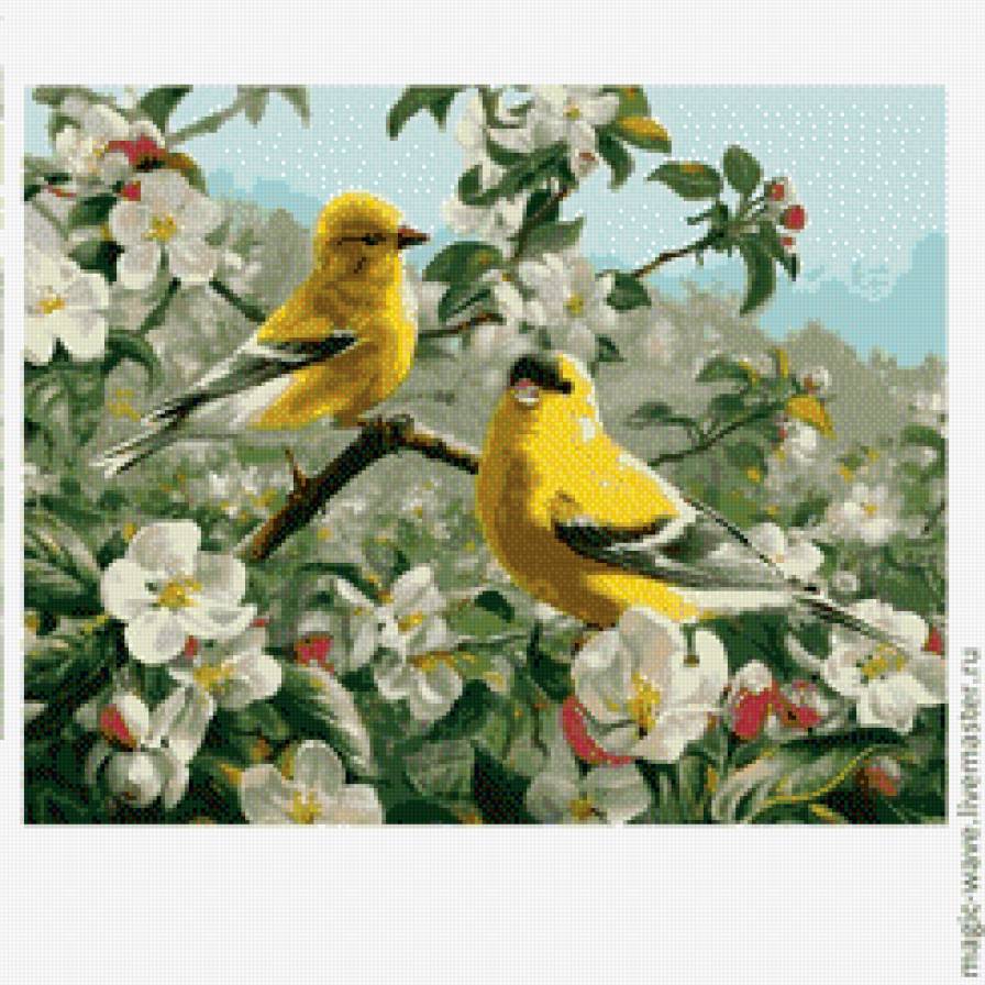 птички - птицы, животные - предпросмотр