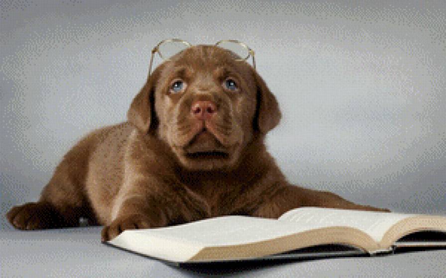 Ученый пес - пес, книга - предпросмотр