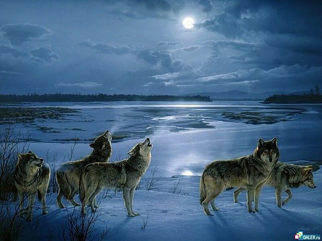 лугару - волки, животные - оригинал