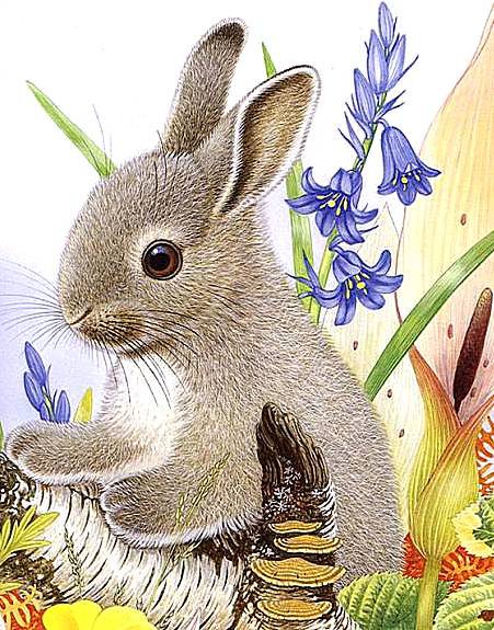 Зайчик - животные - оригинал