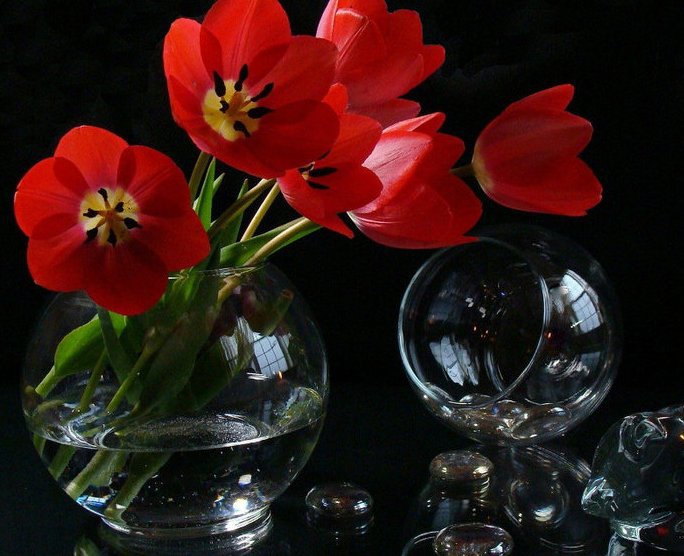 тюльпаны - оригинал