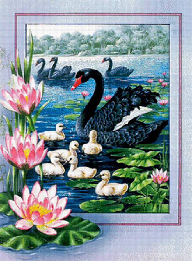 Лебеди - озеро, лотосы, лебеди - предпросмотр