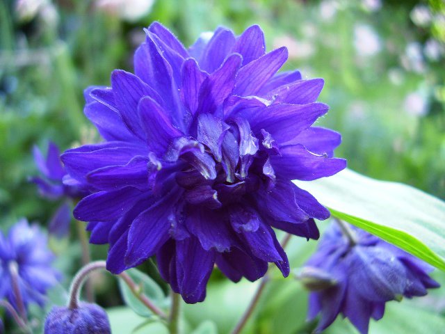 серия "цветы" - цветы - оригинал