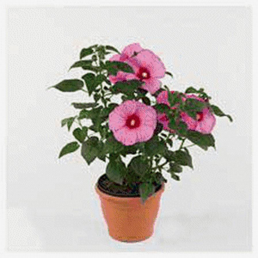 серия "цветы" - цветы - предпросмотр