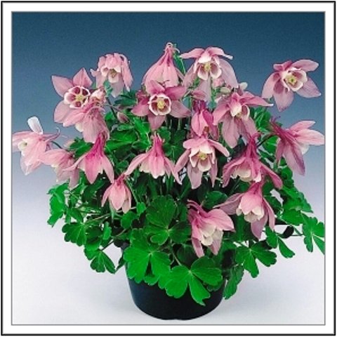 серия "цветы" - цветы - оригинал