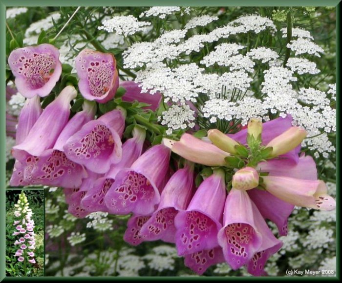 серия "цветы" - цветы - оригинал