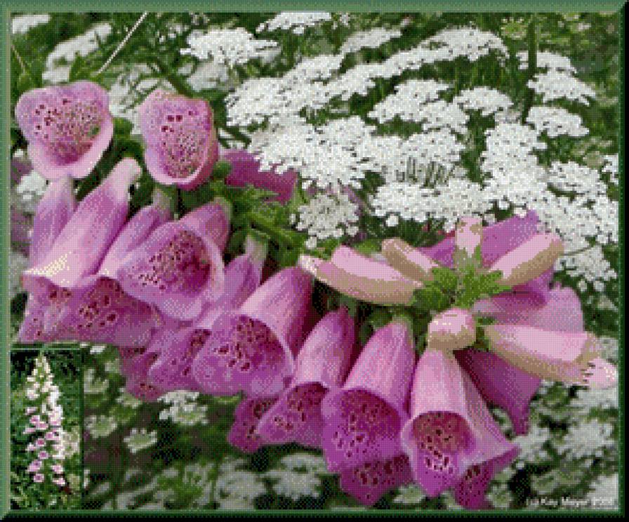 серия "цветы" - цветы - предпросмотр