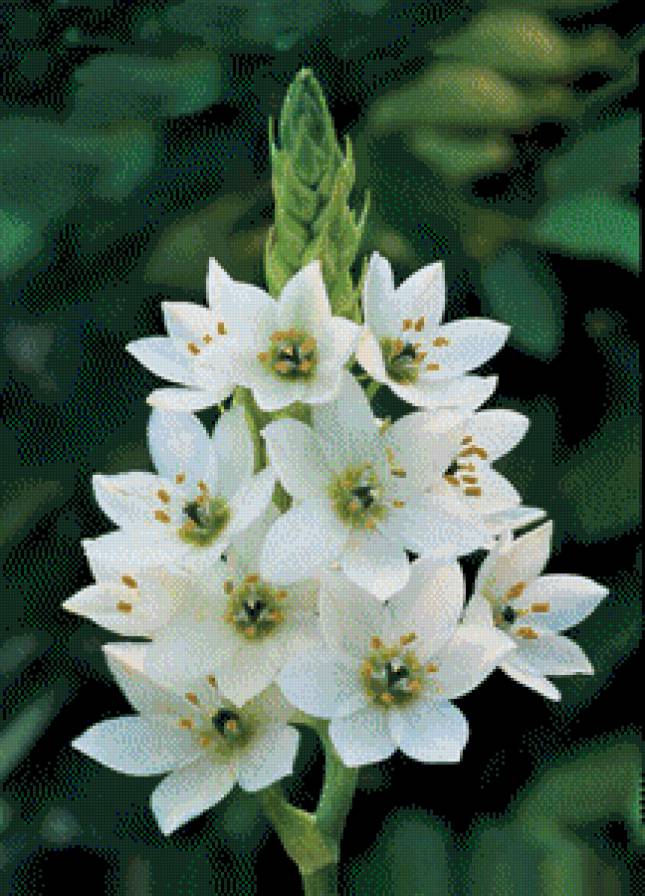 серия "цветы" - цветы - предпросмотр