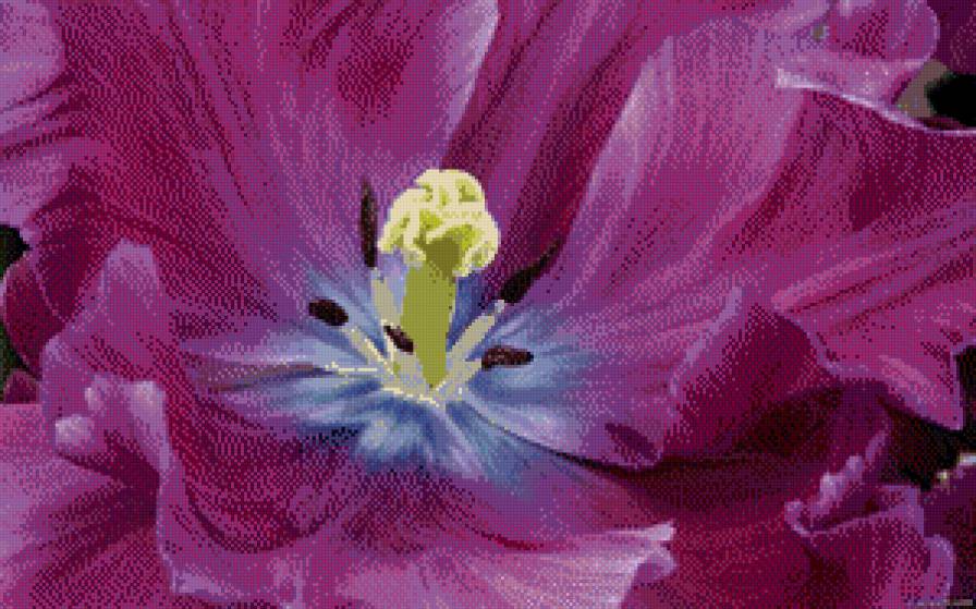 Красота тюльпана. - предпросмотр