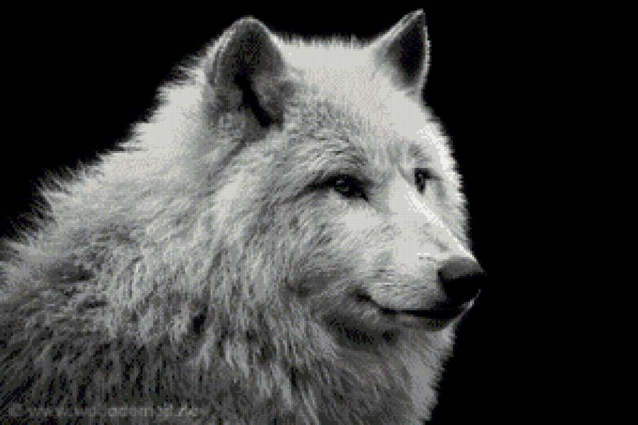 Из цикла монохром.. - предпросмотр